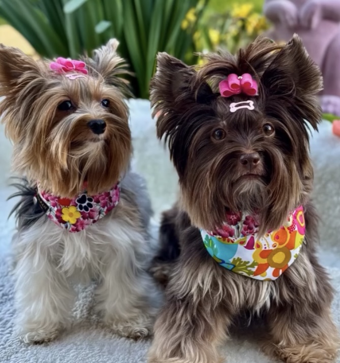 Hundehalstuch TRIANGLE BLOSSOM – Bild 2