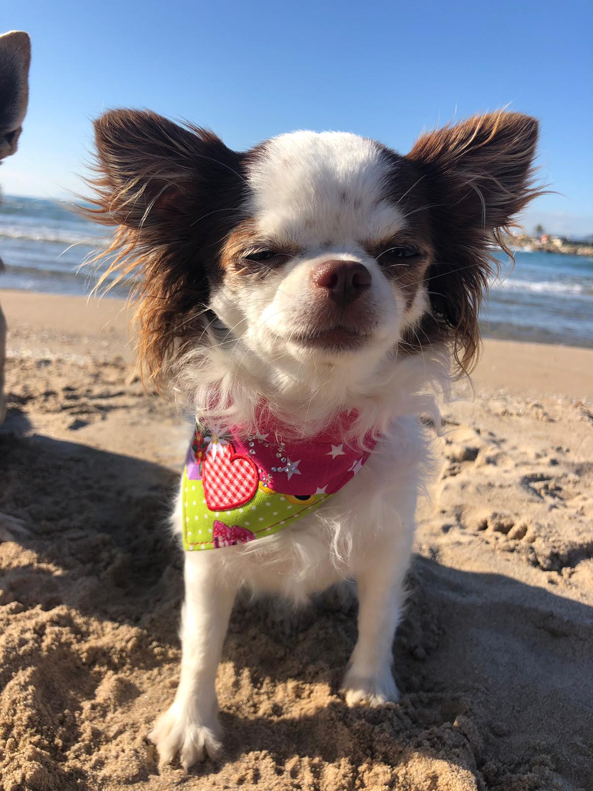 Bandana SWEETHEART – Bild 2