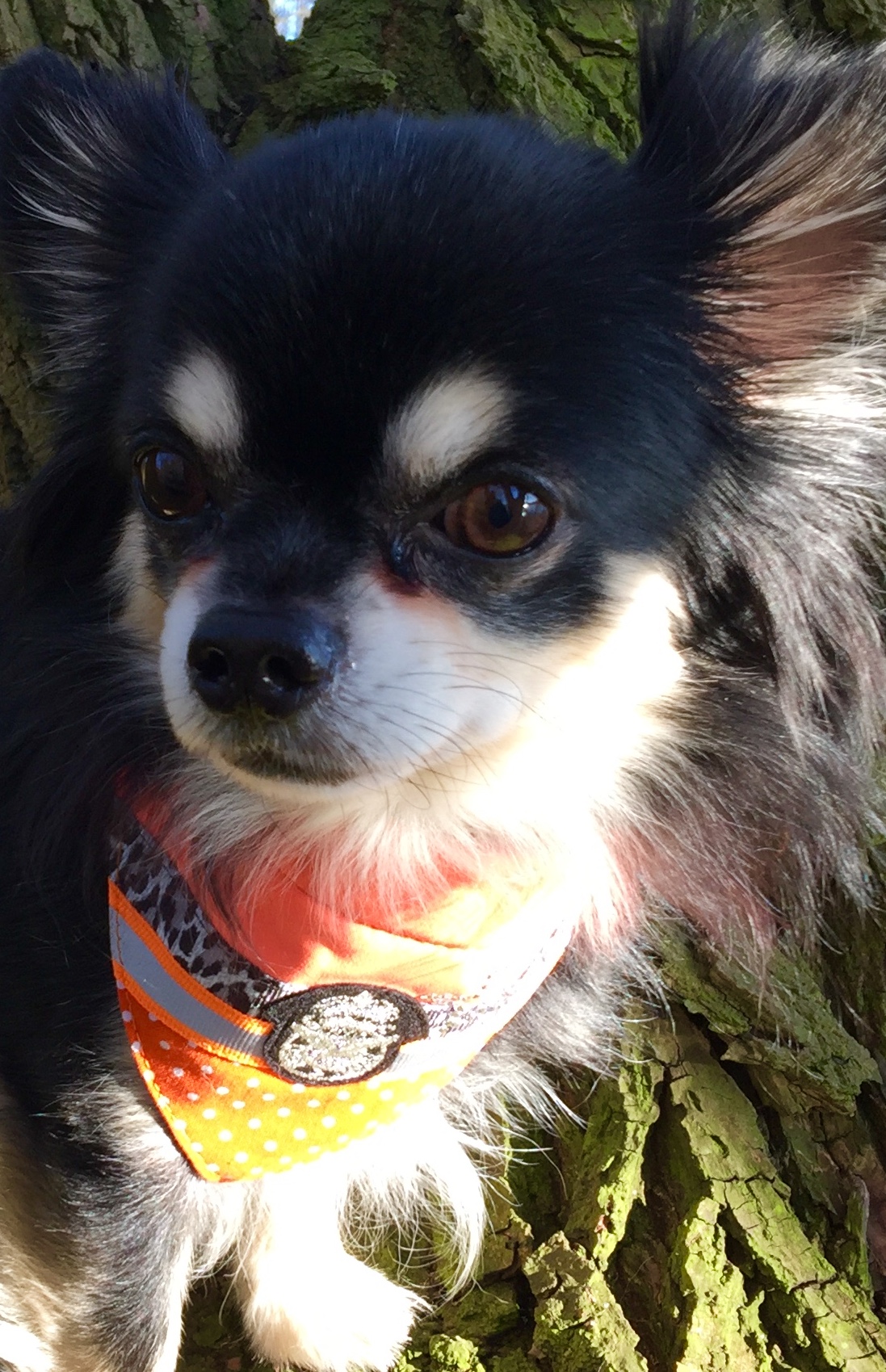 Bandana ORANGE REFLECTION – Bild 4