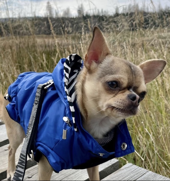 Regenparka RAINDROP HUNTER – Bild 7