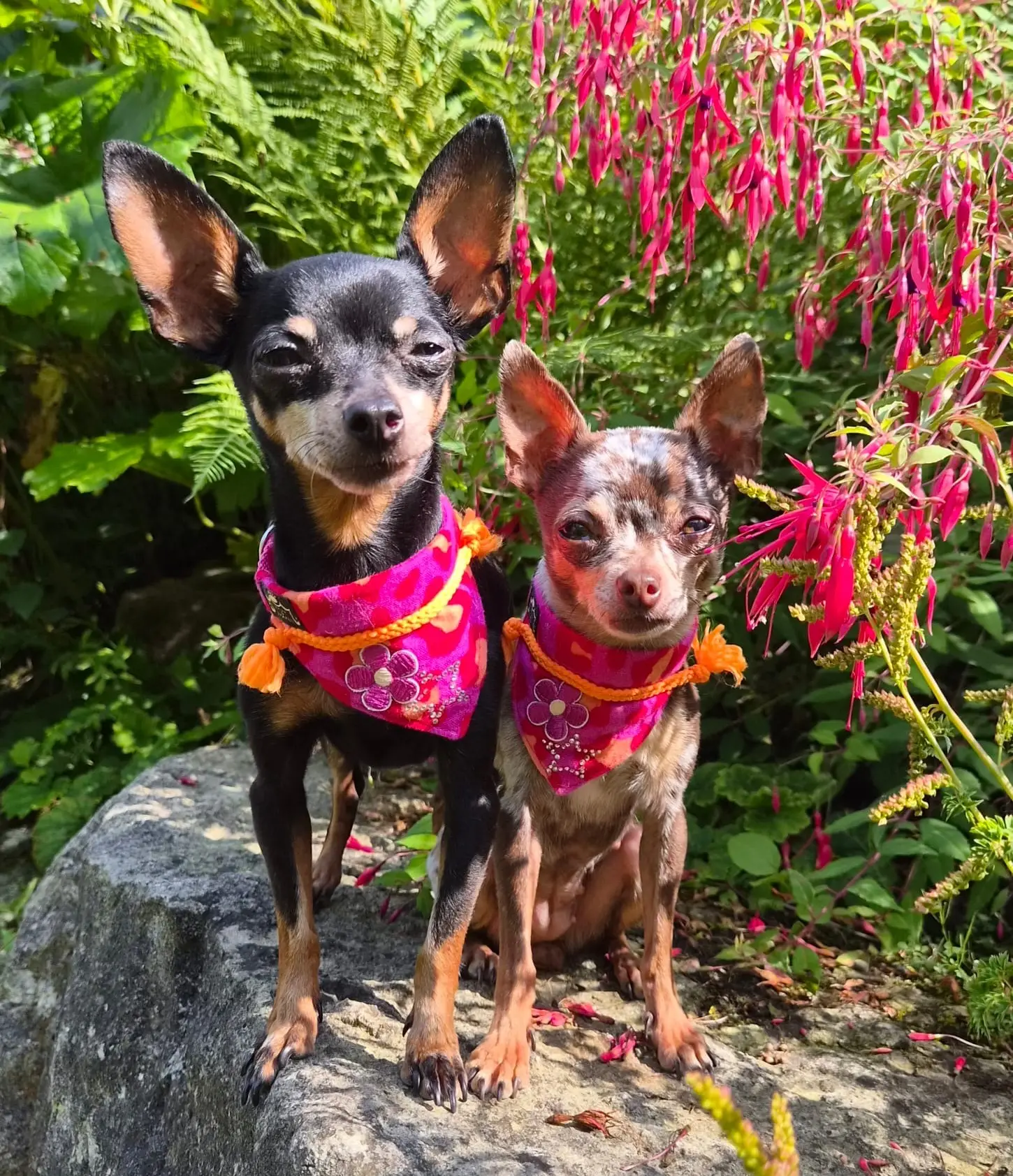 Bandana PINKY LEO – Bild 2