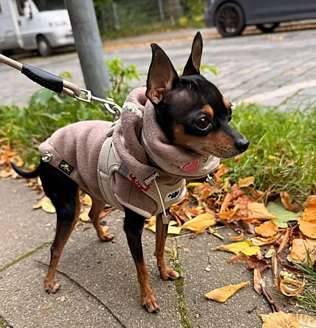 Fleecejacke COSY mit Kapuze – Bild 3