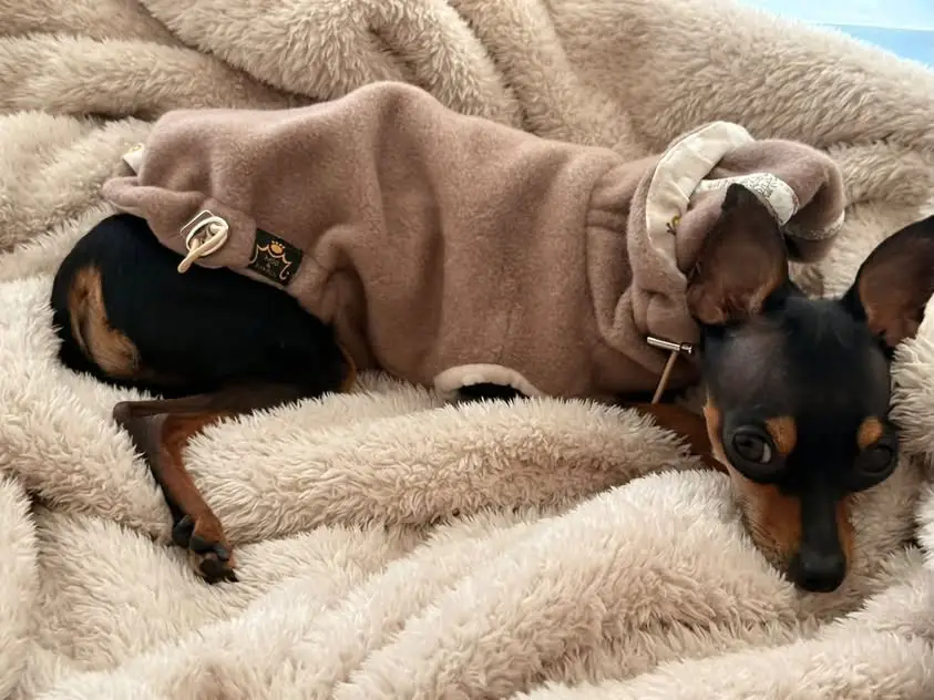 Fleecejacke COSY mit Kapuze – Bild 4